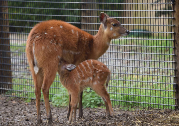 Nato un cucciolo di antilope sitatunga alle Cornelle