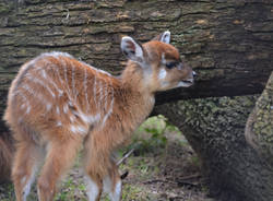 Nato un cucciolo di antilope sitatunga alle Cornelle