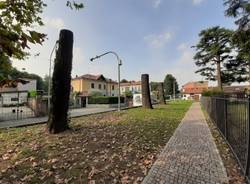 olmi abbattuti olgiate olona sculture legno