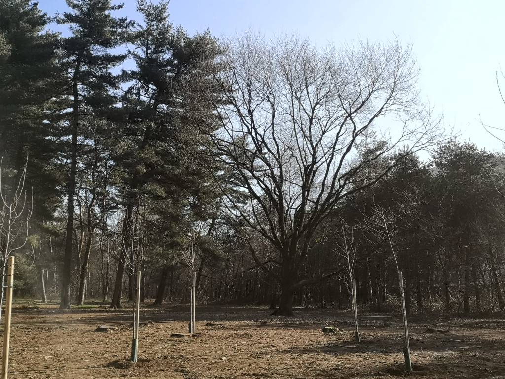 Parco Alto Milanese nuove piantumazioni