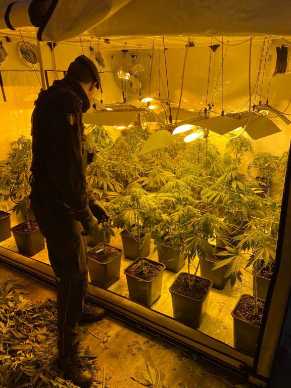 Piantagione di marijuana a Gorla Maggiore