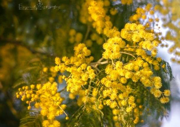 Primavera in giallo