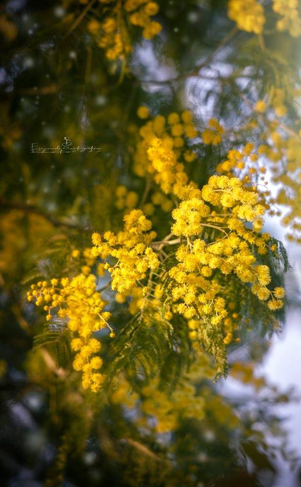 Primavera in giallo
