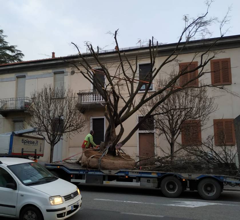 Trasferimento albero Gallarate