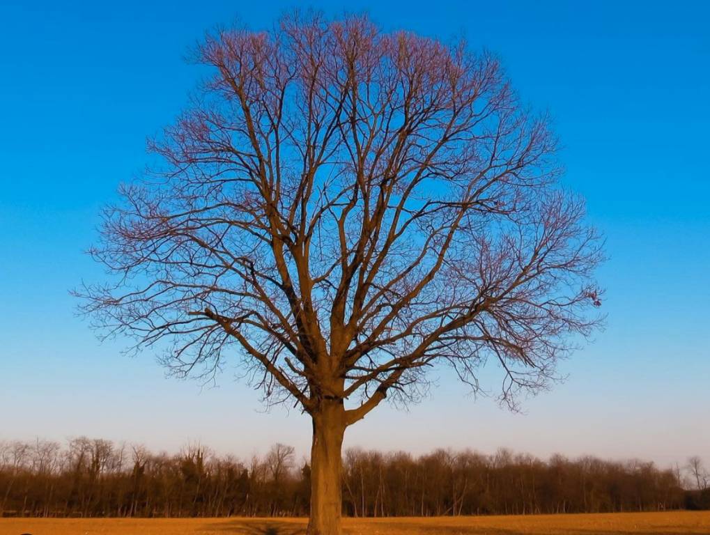 un albero a fine stagione al parco del roccolo