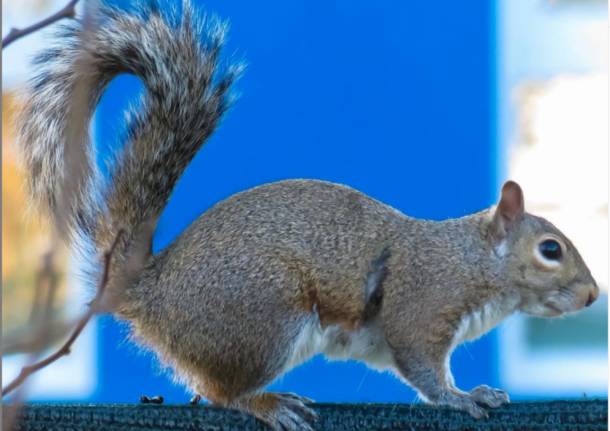 uno scoiattolo a spasso per busto garolfo