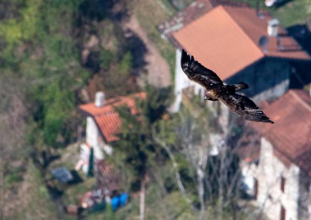 L\'aquila reale sui boschi della Valcuvia