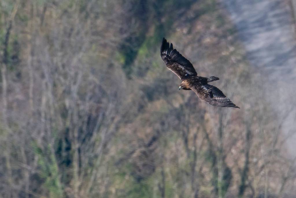 L\'aquila reale sui boschi della Valcuvia