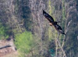 L\'aquila reale sui boschi della Valcuvia