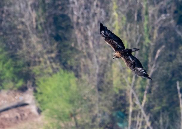 L\'aquila reale sui boschi della Valcuvia