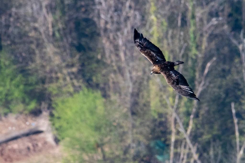 L\'aquila reale sui boschi della Valcuvia