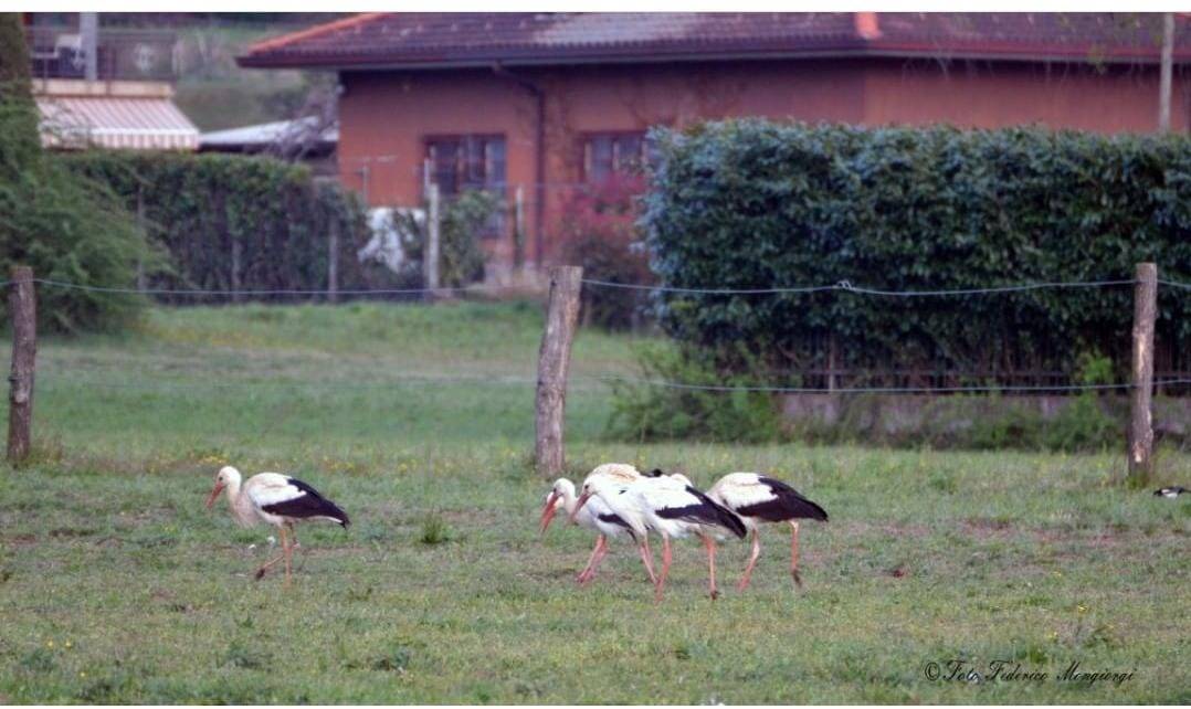 Cicogne a Sesto Calende