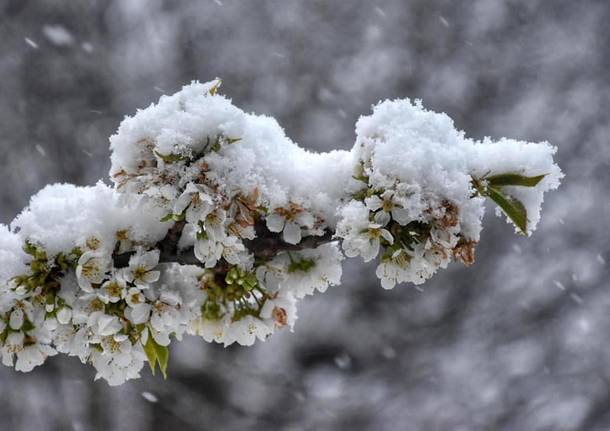 Neve d’aprile a Cuasso al Monte