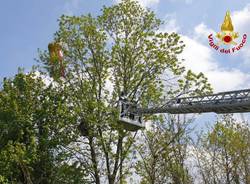 deltaplano albero