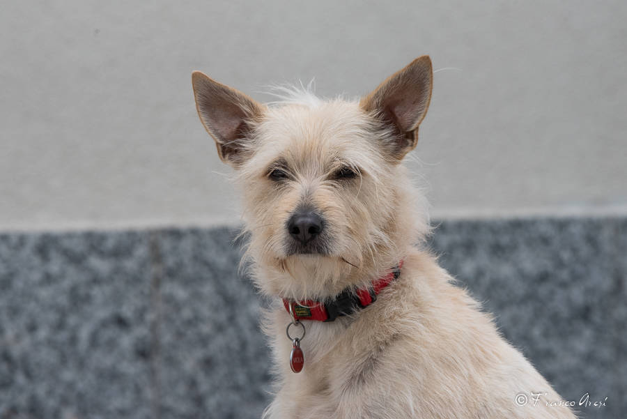 Europei di canottaggio: i volti - Foto di Franco Aresi