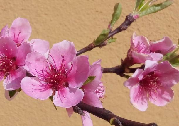 Fiori di pesco - foto di Paola Pescatori