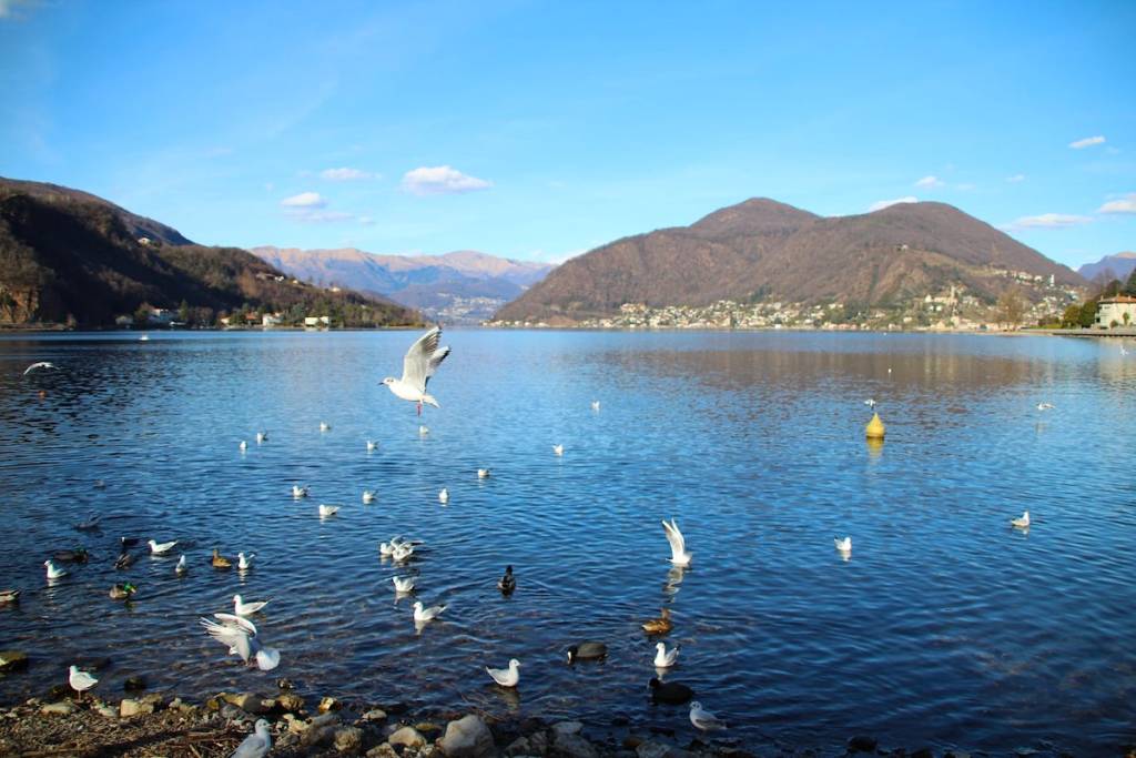 Gabbiani a Porto Ceresio - foto di Maria Desogos