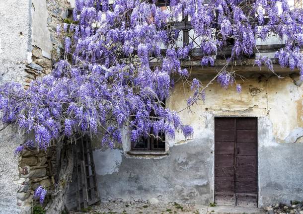 Glicini in fiore 