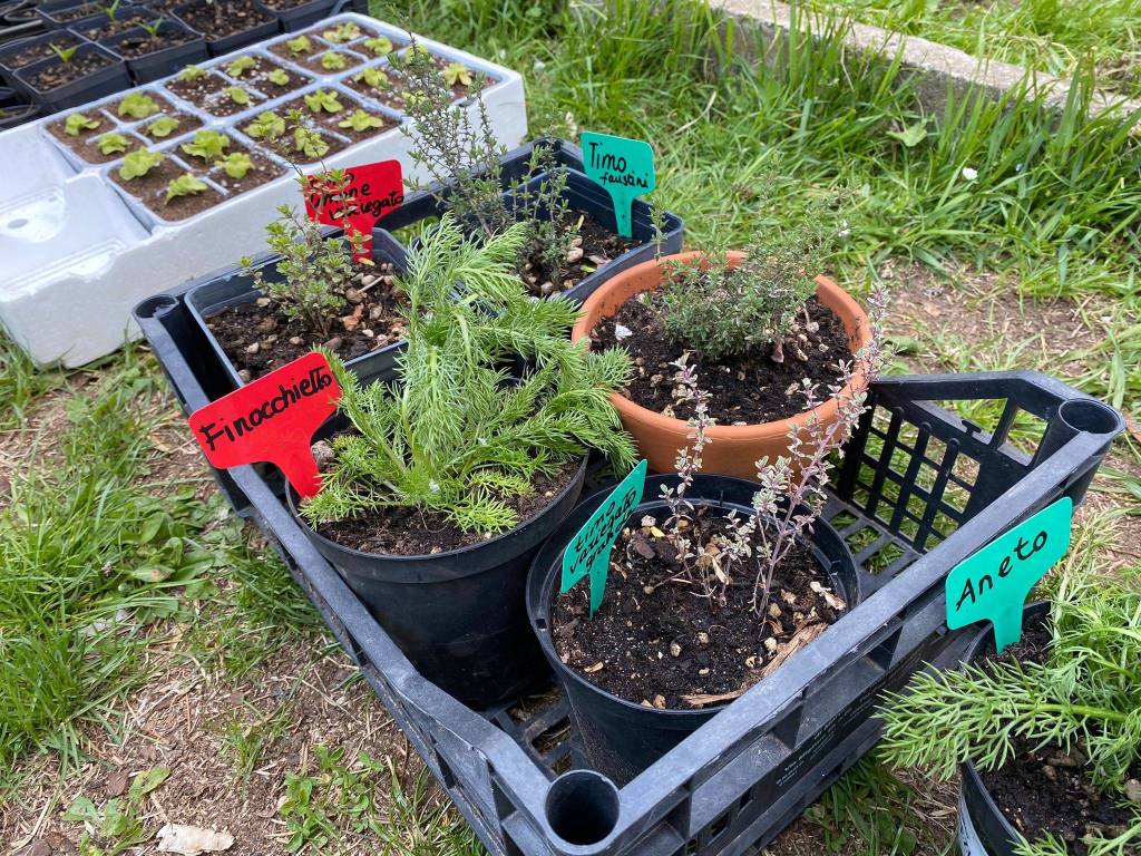 L'orto della primaria Settembrini prende forma