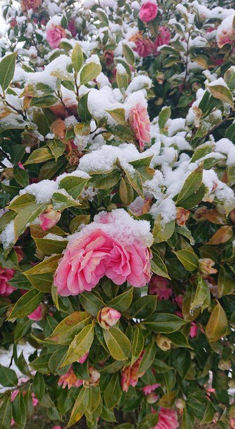 Neve di aprile 2021 (oggi nel Varesotto)