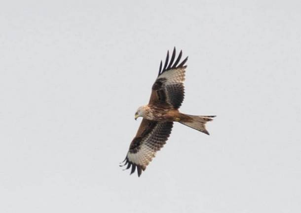 Nibbio in volo tra Turate e Cislago