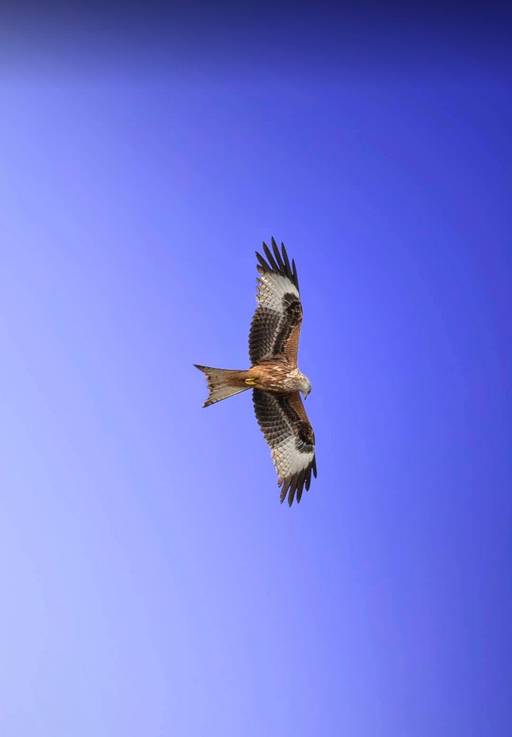 Nibbio in volo tra Turate e Cislago