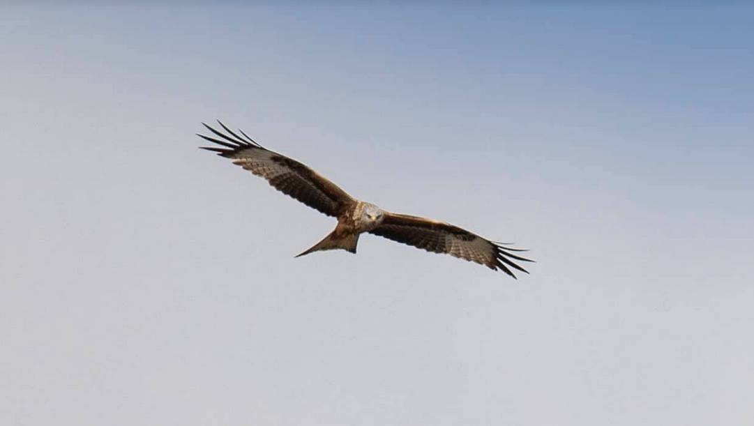 Nibbio in volo tra Turate e Cislago