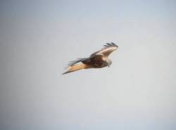 Nibbio in volo tra Turate e Cislago