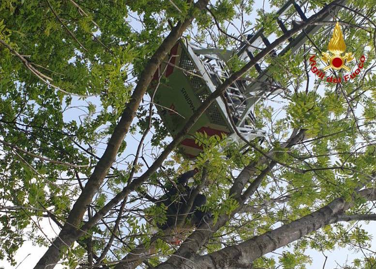 parapendio su albero laveno mombello
