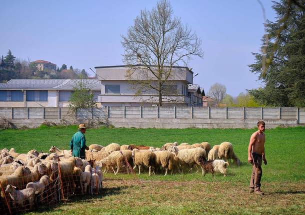 tosatura pecore valle olona giorgio crosta