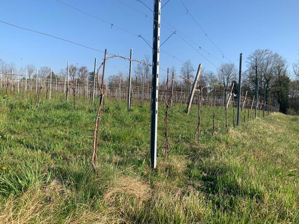 vino casciago varese