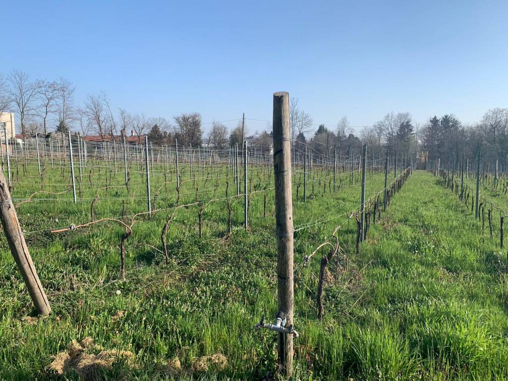 vino casciago varese