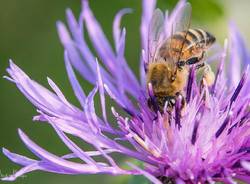 Api e insetti impollinatori nelle foto dei lettori di Varesenews