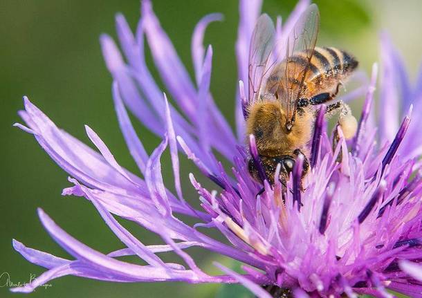 Api e insetti impollinatori nelle foto dei lettori di Varesenews