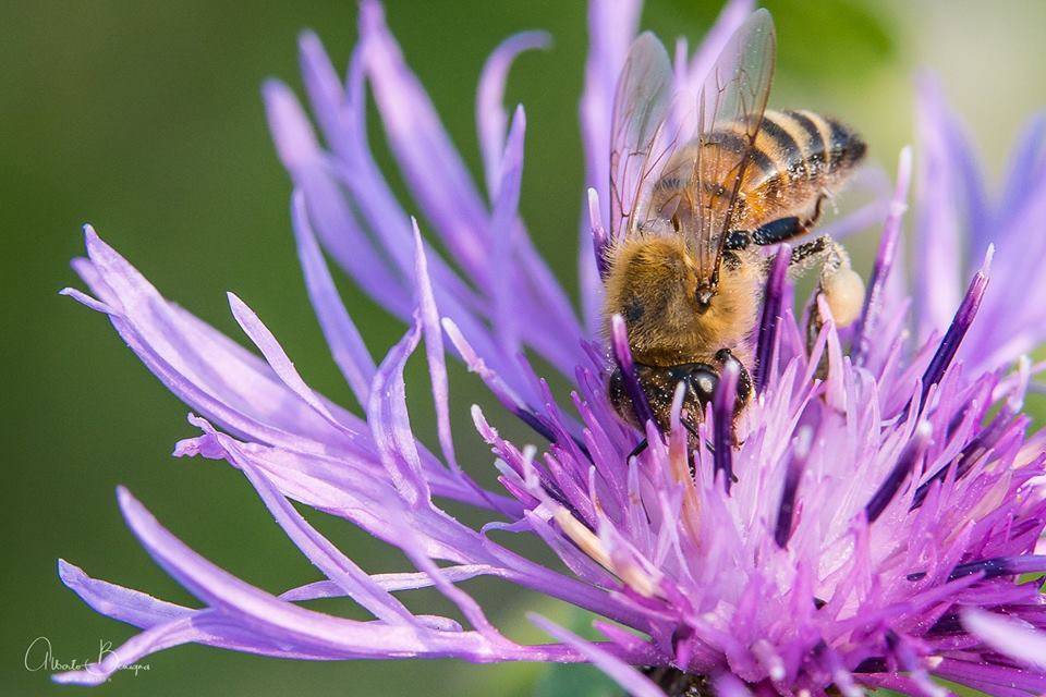 Api e insetti impollinatori nelle foto dei lettori di Varesenews