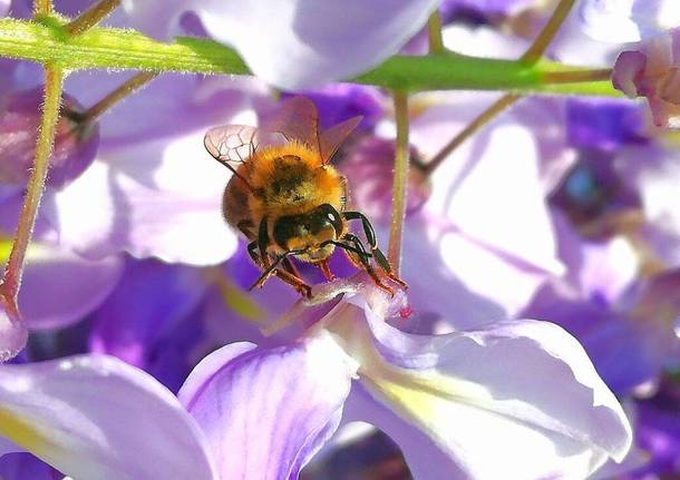 Api e insetti impollinatori nelle foto dei lettori di Varesenews