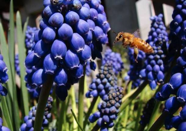 Api e insetti impollinatori nelle foto dei lettori di Varesenews