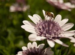 Api e insetti impollinatori nelle foto dei lettori di Varesenews