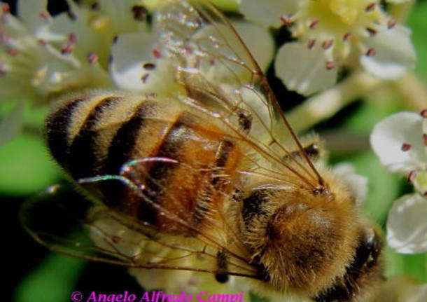 Api e insetti impollinatori nelle foto dei lettori di Varesenews