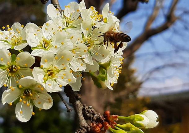 Api e insetti impollinatori nelle foto dei lettori di Varesenews