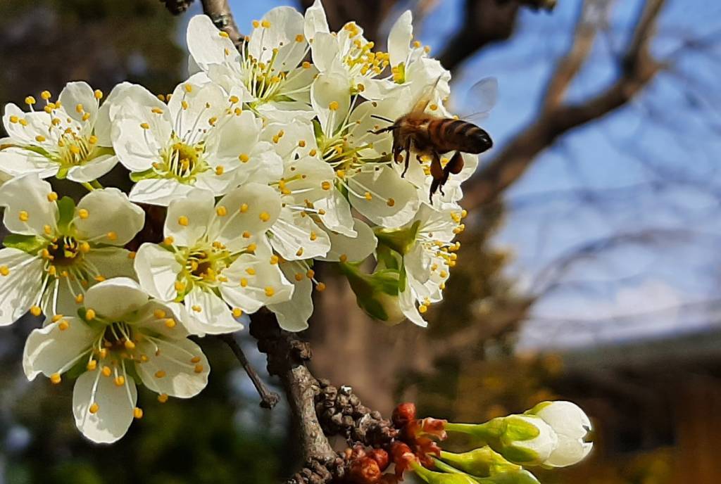 Api e insetti impollinatori nelle foto dei lettori di Varesenews