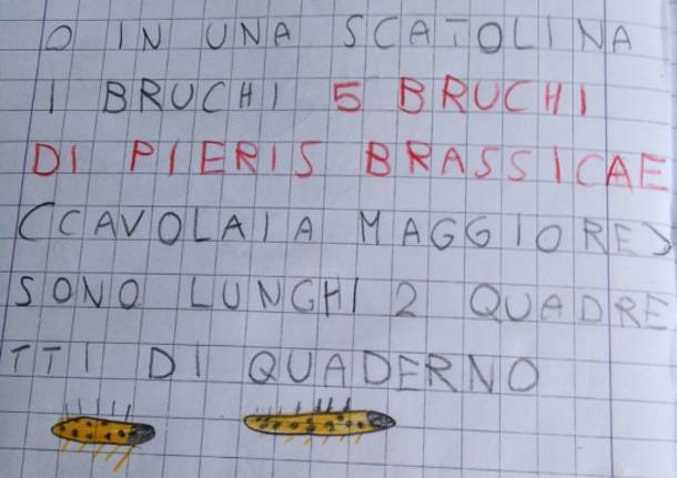 biodiversità farfalle scuola De Amicis Sciarè