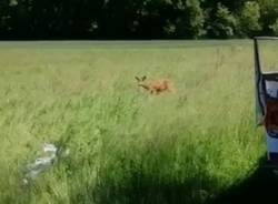 Capriolo liberato nel parco Rugareto