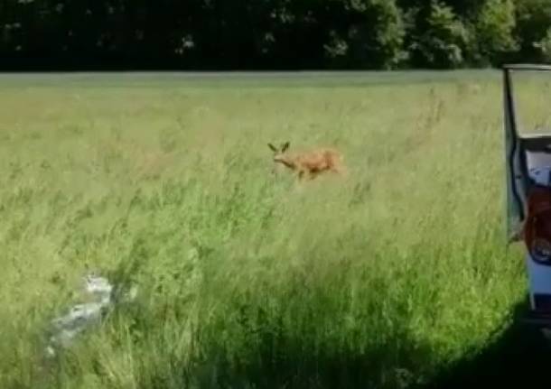 Capriolo liberato nel parco Rugareto