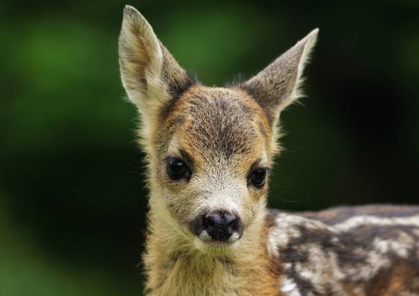 La stagione dei cuccioli