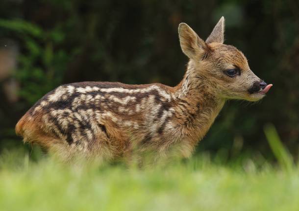 La stagione dei cuccioli