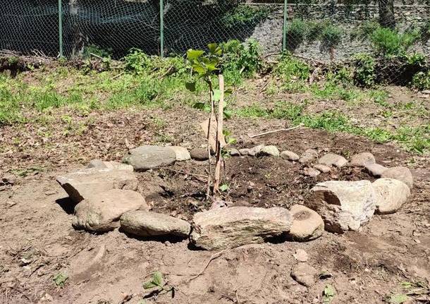 L\'albero della Pace da Hiroshima a Maccagno