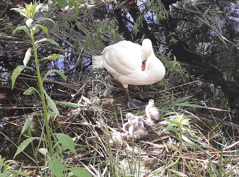 cigno ticino