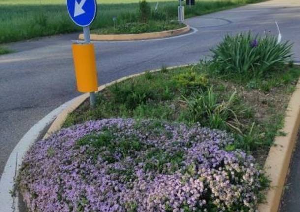 Fiori e poesie, a Busto Garolfo le aiuole di via San Pietro si fanno belle grazie ai cittadini