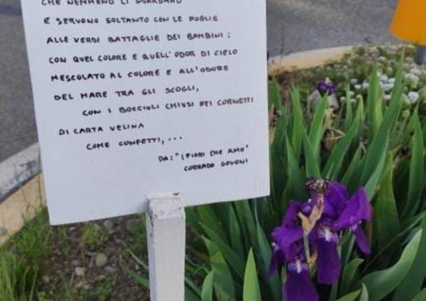 Fiori e poesie, a Busto Garolfo le aiuole di via San Pietro si fanno belle grazie ai cittadini